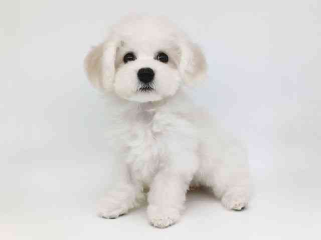 大阪府のビションフリーゼ (ひごペットフレンドリー泉ヶ丘店/2025年10月25日生まれ/女の子/ホワイト)の子犬の2枚目の画像