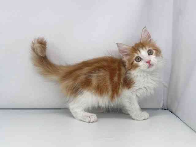 兵庫県のメインクーン (ひごペットフレンドリーイオンタウン加古川店/2025年10月13日生まれ/女の子/レッドタビーホワイト)の子猫の2枚目の画像