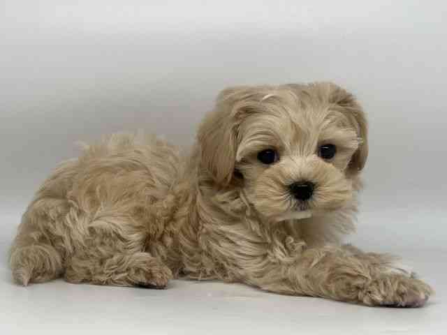 徳島県のハーフ犬・ミックス犬 (ひごペットフレンドリーゆめタウン徳島店/2025年10月24日生まれ/男の子/クリーム)の子犬の2枚目の画像