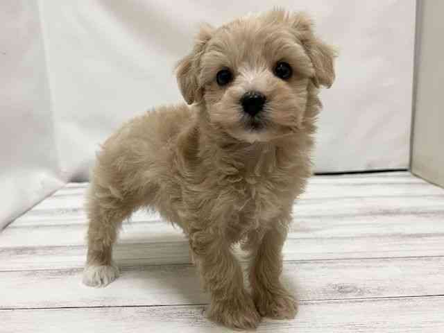 和歌山県のマルプー(マルチーズ×プードル) (ひごペットフレンドリーパームシティ和歌山店/2025年10月25日生まれ/男の子/クリーム)の子犬の2枚目の画像