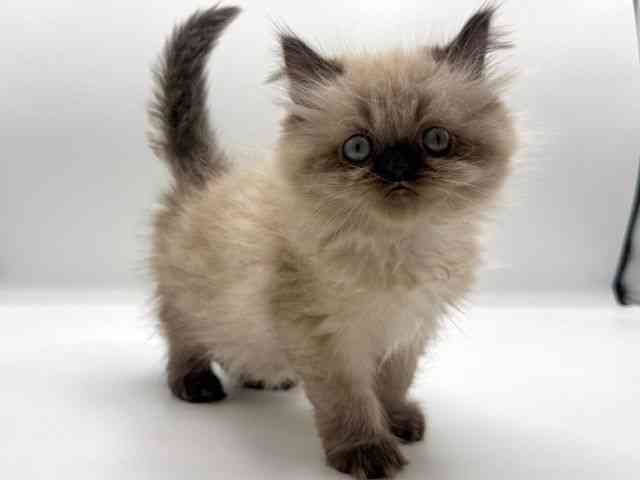 愛知県のヒマラヤン (ひごペットフレンドリープライムツリー赤池店/2025年10月24日生まれ/女の子/シールポイント)の子猫の2枚目の画像