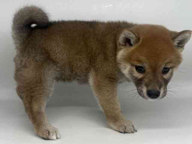 徳島県の柴犬(標準サイズ) (ひごペットフレンドリーゆめタウン徳島店/2025年10月25日生まれ/女の子/赤)の子犬の2枚目の画像