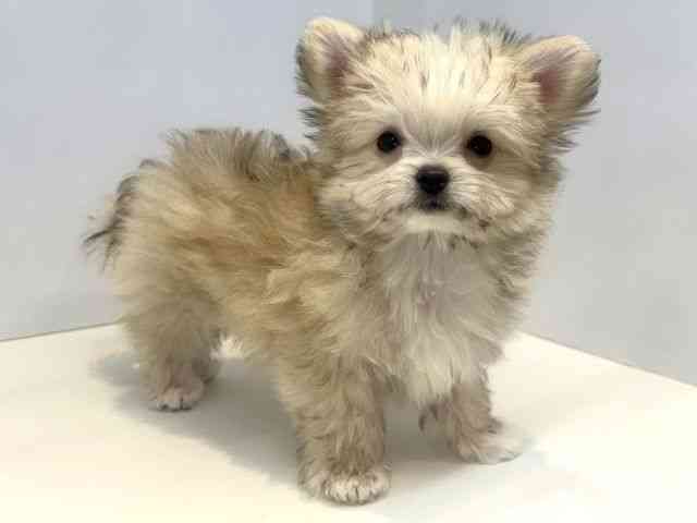 大阪府のチワマル/マルチワ(チワワ×マルチーズ) (ひごペットフレンドリーセブンパーク天美店/2025年10月26日生まれ/男の子/フォーンホワイト)の子犬の2枚目の画像