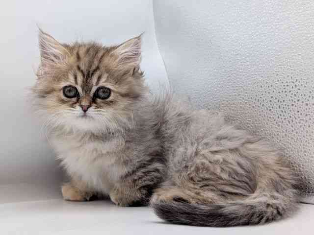 香川県のミヌエット (ひごペットフレンドリーゆめタウン高松店/2025年10月18日生まれ/女の子/チンチラゴールデン)の子猫の2枚目の画像