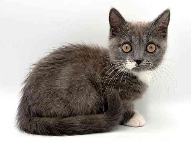 奈良県のマンチカン (ひごペットフレンドリー田原本店/2025年10月2日生まれ/女の子/ブルーホワイト)の子猫の2枚目の画像