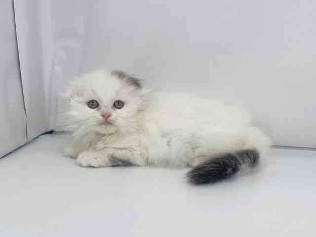 兵庫県のスコティッシュフォールド (ひごペットフレンドリーイオンタウン加古川店/2025年10月26日生まれ/男の子/ブラウンタビーホワイトバン)の子猫の2枚目の画像