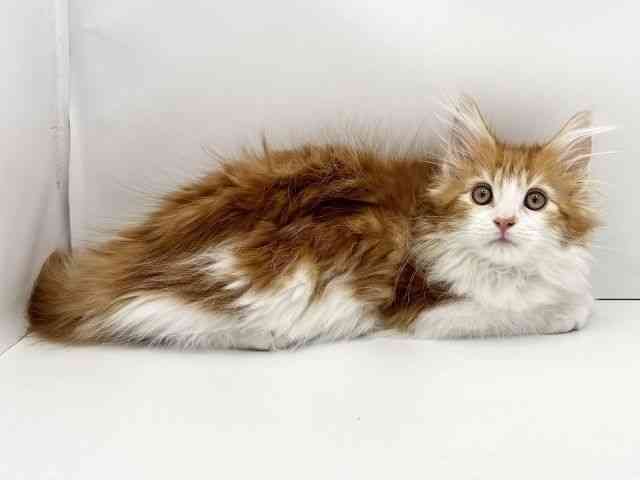 兵庫県のメインクーン (ひごペットフレンドリークラウンパーク伊丹店/2025年10月13日生まれ/女の子/レッドタビーホワイト)の子猫の2枚目の画像