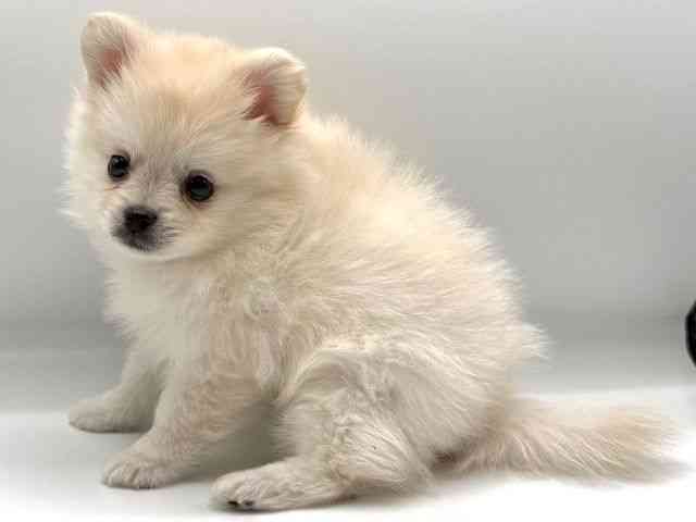 愛知県のポメチワ/チワポメ/ポメチー(ポメラニアン×チワワ) (ひごペットフレンドリープライムツリー赤池店/2025年10月24日生まれ/男の子/クリーム)の子犬の2枚目の画像