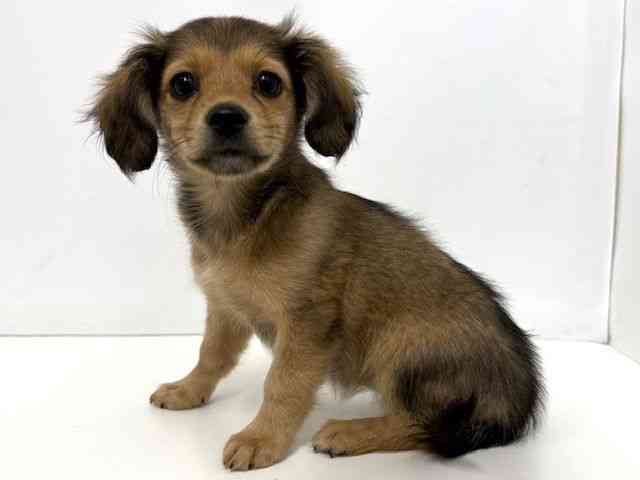 大阪府のチワックス(チワワ×ダックス) (ひごペットフレンドリーベルファⅡ都島店/2025年10月26日生まれ/女の子/セーブルフォーン)の子犬の2枚目の画像