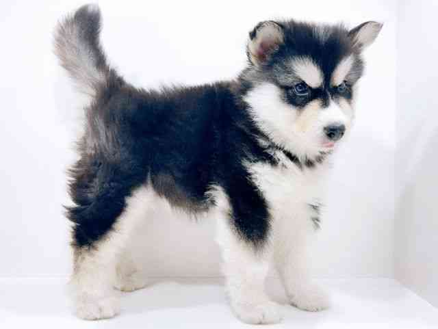広島県のアラスカンマラミュート (ひごペットフレンドリーフジグラン神辺店/2025年10月26日生まれ/男の子/ブラックホワイト)の子犬の2枚目の画像