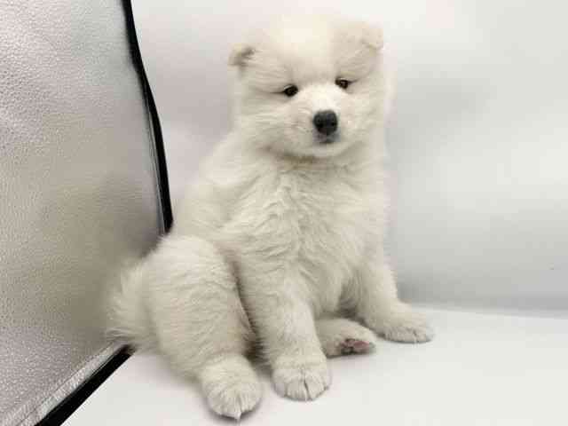大阪府のサモエド (ひごペットフレンドリーららぽーとEXPOCITY店/2025年10月26日生まれ/女の子/ホワイト)の子犬の2枚目の画像