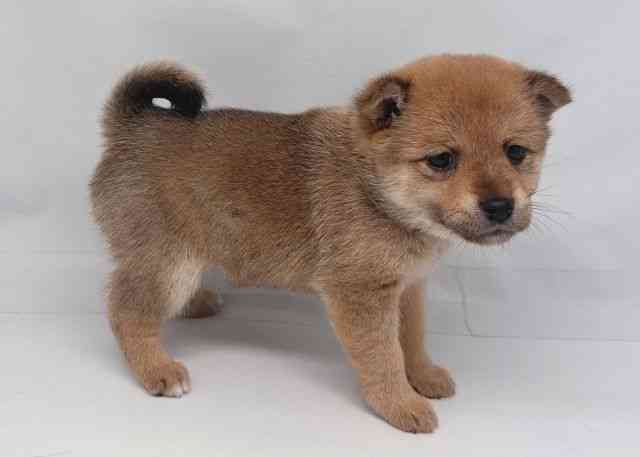 鳥取県のポメ柴/豆ポメ/ポメ豆柴(ポメラニアン×柴犬) (ひごペットフレンドリーイオンモール鳥取北店/2025年10月24日生まれ/女の子/オレンジ)の子犬の2枚目の画像