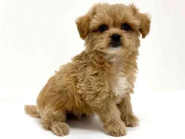 大阪府のチワプー/プーチー(チワワ×プードル) (ひごペットフレンドリーくずはモール店/2025年10月25日生まれ/女の子/クリーム)の子犬の2枚目の画像