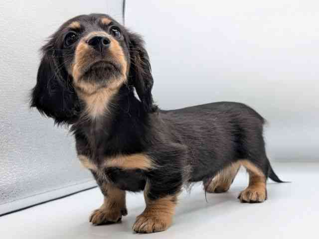 香川県のミニチュアダックスフンド(ロング) (ひごペットフレンドリーゆめタウン高松店/2025年10月26日生まれ/男の子/ブラックタン)の子犬の2枚目の画像