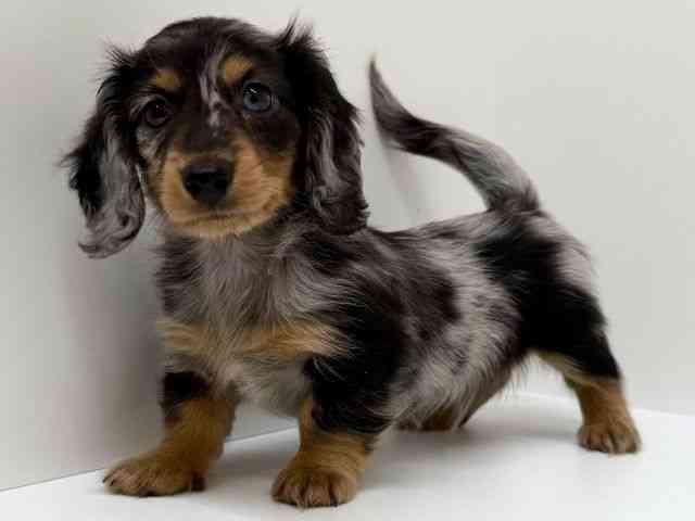 兵庫県のミニチュアダックスフンド(ロング) (ひごペットフレンドリーブルメールHAT神戸店/2025年10月26日生まれ/男の子/シルバーダップル)の子犬の2枚目の画像