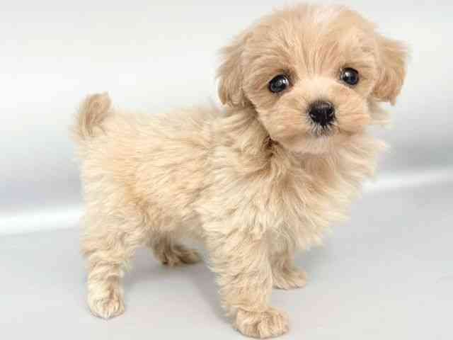 大阪府のマルプー(マルチーズ×プードル) (ひごペットフレンドリー岸和田店/2025年10月25日生まれ/男の子/アプリコット)の子犬の2枚目の画像