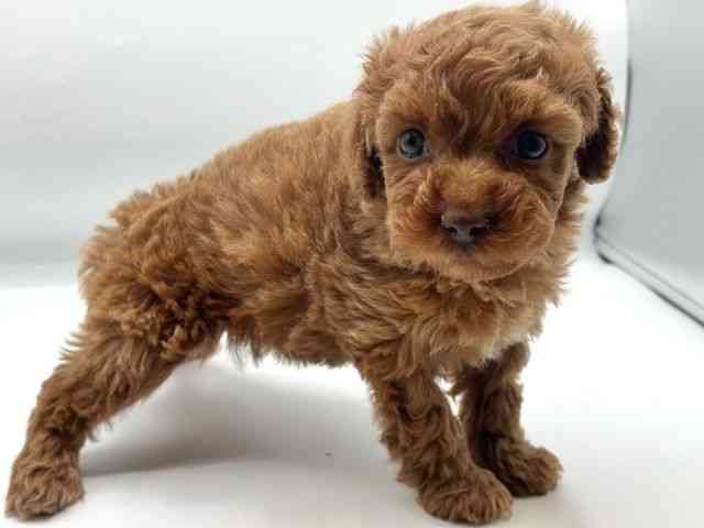 香川県のトイプードル(トイ) (ひごペットフレンドリーゆめタウン高松店/2025年10月25日生まれ/女の子/レッド)の子犬の2枚目の画像