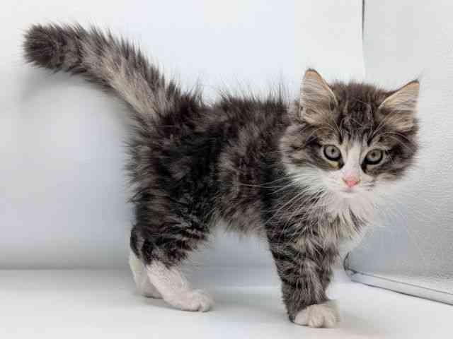 香川県のノルウェージャンフォレストキャット (ひごペットフレンドリーゆめタウン高松店/2025年10月25日生まれ/男の子/ブラウンタビーホワイト)の子猫の2枚目の画像