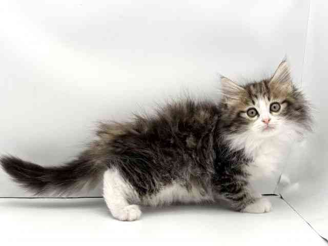 兵庫県のノルウェージャンフォレストキャット (ひごペットフレンドリークラウンパーク伊丹店/2025年10月25日生まれ/男の子/ブラウンタビーホワイト)の子猫の2枚目の画像