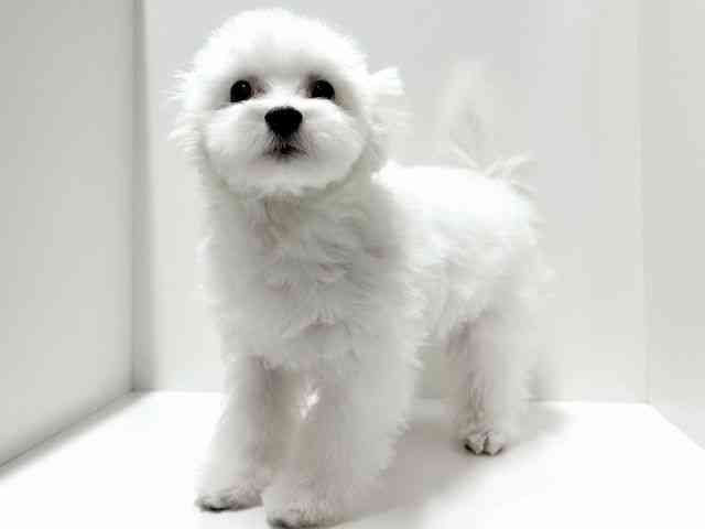 愛知県のポメマル/マルポメ(ポメラニアン×マルチーズ) (ひごペットフレンドリーららぽーと名古屋みなとアクルス店/2025年10月27日生まれ/男の子/ホワイト)の子犬の2枚目の画像