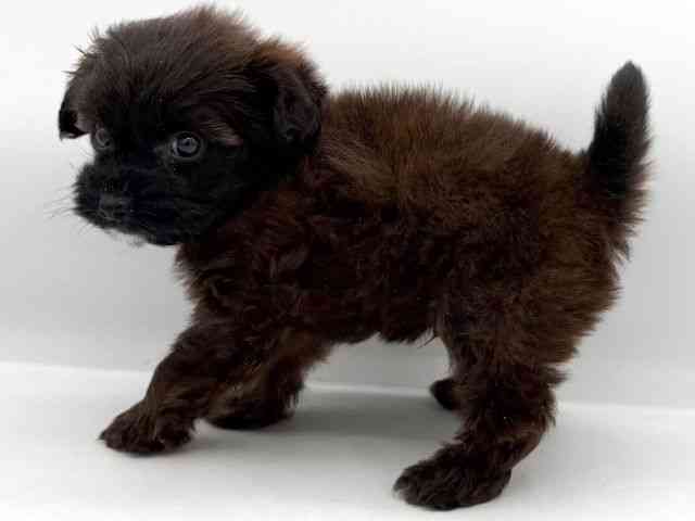 大阪府のパピプー(パピヨン×プードル) (ひごペットフレンドリーイオンそよら海老江店/2025年10月26日生まれ/男の子/レッド)の子犬の2枚目の画像