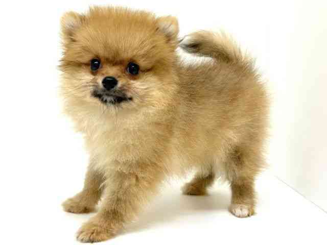 兵庫県のポメラニアン (ひごペットフレンドリーブルメールHAT神戸店/2025年10月9日生まれ/女の子/オレンジ)の子犬の2枚目の画像