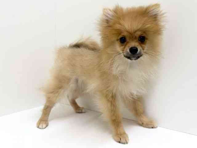 兵庫県のポメラニアン (ひごペットフレンドリーブルメールHAT神戸店/2025年10月9日生まれ/女の子/オレンジ)の子犬の2枚目の画像