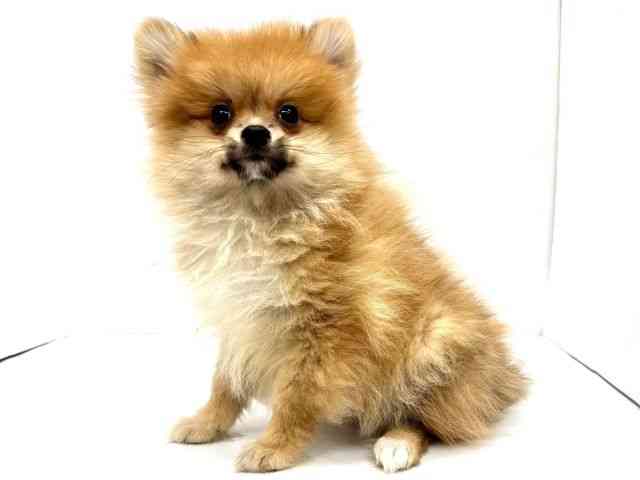 大阪府のポメラニアン (ひごペットフレンドリーイオンタウン茨木太田店/2025年10月9日生まれ/女の子/オレンジ)の子犬の2枚目の画像