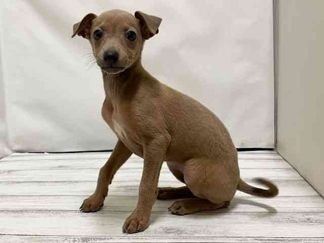 和歌山県のイタリアングレーハウンド (ひごペットフレンドリーパームシティ和歌山店/2025年10月24日生まれ/女の子/フォーンホワイト)の子犬の2枚目の画像