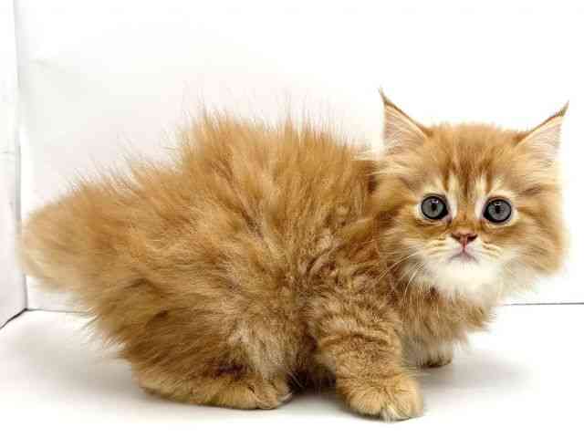 兵庫県のラガマフィン (ひごペットフレンドリークラウンパーク伊丹店/2025年10月27日生まれ/男の子/レッドタビー)の子猫の2枚目の画像