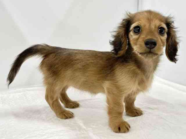 高知県のカニンヘンダックスフンド(ロング) (ひごペットフレンドリーイオンモール高知店/2025年10月24日生まれ/女の子/レッド)の子犬の2枚目の画像