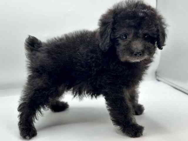 香川県のトイプードル(トイ) (ひごペットフレンドリーゆめタウン高松店/2025年10月23日生まれ/女の子/シルバー)の子犬の2枚目の画像