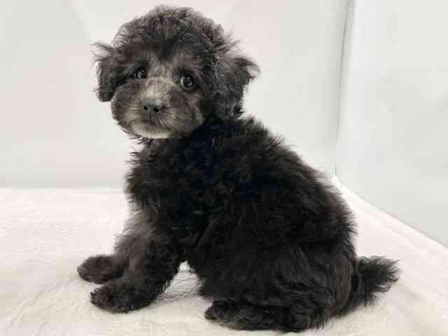 高知県のトイプードル(トイ) (ひごペットフレンドリーイオンモール高知店/2025年10月23日生まれ/女の子/シルバー)の子犬の2枚目の画像