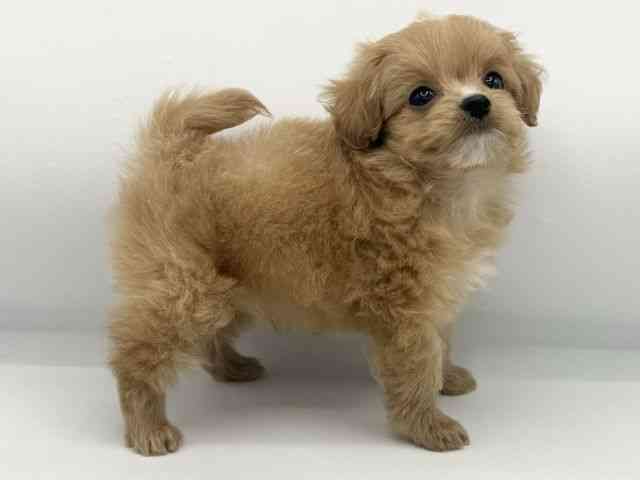 大阪府のチワプー/プーチー(チワワ×プードル) (ひごペットフレンドリーららぽーとEXPOCITY店/2025年10月26日生まれ/男の子/クリームホワイト)の子犬の2枚目の画像