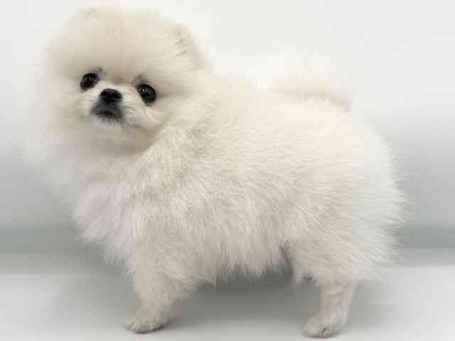 大阪府のポメラニアン (ひごペットフレンドリーららぽーとEXPOCITY店/2025年10月23日生まれ/女の子/クリーム)の子犬の2枚目の画像