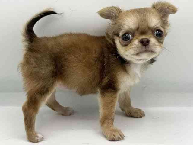 大阪府のチワワ(ロング) (ひごペットフレンドリーららぽーとEXPOCITY店/2025年10月22日生まれ/女の子/チョコレートフォーン)の子犬の2枚目の画像