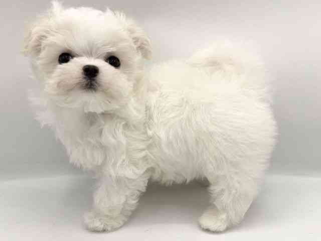 大阪府のチワマル/マルチワ(チワワ×マルチーズ) (ひごペットフレンドリーららぽーとEXPOCITY店/2025年10月25日生まれ/女の子/クリーム)の子犬の2枚目の画像