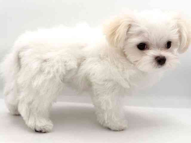 大阪府のチワマル/マルチワ(チワワ×マルチーズ) (ひごペットフレンドリーイオンそよら海老江店/2025年10月25日生まれ/女の子/クリーム)の子犬の2枚目の画像