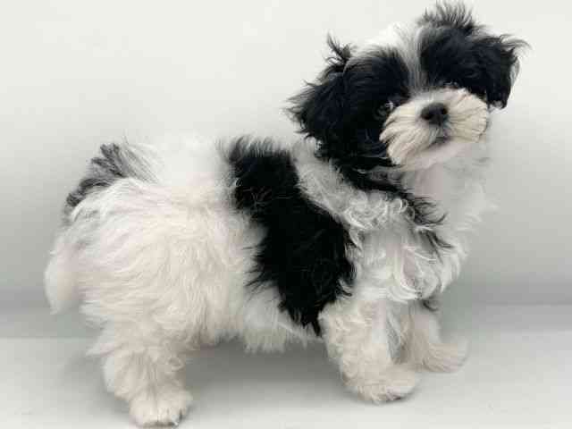 大阪府のチワマル/マルチワ(チワワ×マルチーズ) (ひごペットフレンドリーららぽーとEXPOCITY店/2025年10月25日生まれ/女の子/パーティーカラー)の子犬の2枚目の画像