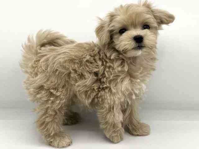 大阪府のマルプー(マルチーズ×プードル) (ひごペットフレンドリーららぽーとEXPOCITY店/2025年10月24日生まれ/男の子/クリーム)の子犬の2枚目の画像