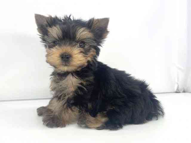 兵庫県のヨークシャーテリア (ひごペットフレンドリーイオンタウン加古川店/2025年10月27日生まれ/男の子/スチールブルータン)の子犬の2枚目の画像