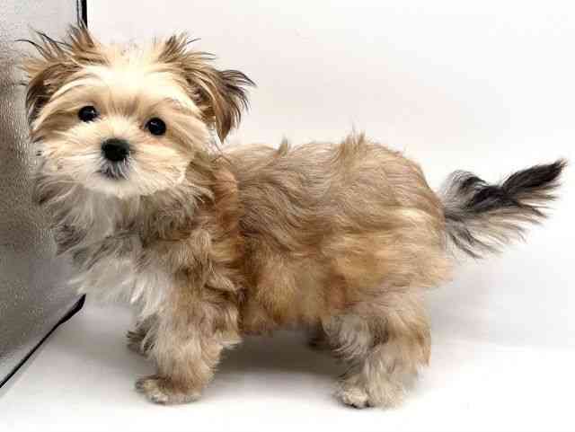 京都府のマルキー/マルヨーキー(マルチーズ×ヨークシャーテリア) (ひごペットフレンドリーイオンモール高の原店/2025年10月26日生まれ/女の子/セーブル)の子犬の2枚目の画像