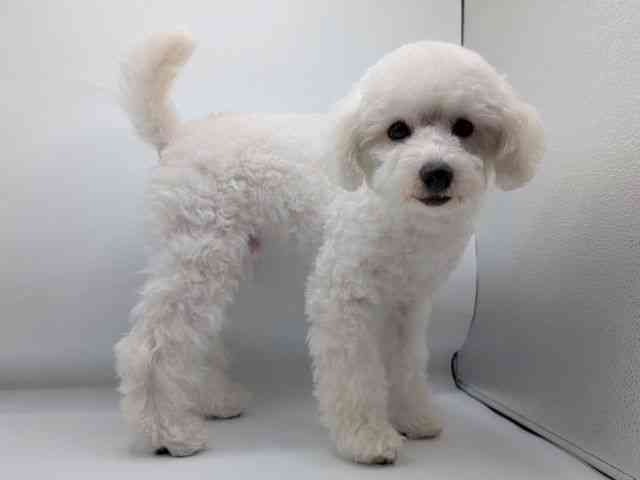 香川県のトイプードル(トイ) (ひごペットフレンドリーゆめタウン高松店/2025年10月26日生まれ/男の子/ホワイト)の子犬の2枚目の画像