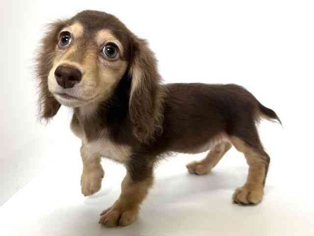 大阪府のミニチュアダックスフンド(ロング) (ひごペットフレンドリーアクロスプラザ住之江店/2025年10月27日生まれ/女の子/チョコレートイエロー)の子犬の2枚目の画像