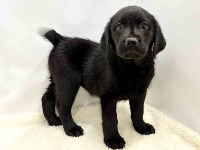 広島県のラブラドールレトリーバー (ひごペットフレンドリーゆめタウン廿日市店/2025年10月12日生まれ/女の子/ブラック)の子犬の2枚目の画像