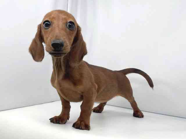 兵庫県のカニンヘンダックスフンド(スムース) (ひごペットフレンドリーイオンタウン加古川店/2025年10月20日生まれ/男の子/レッド)の子犬の2枚目の画像