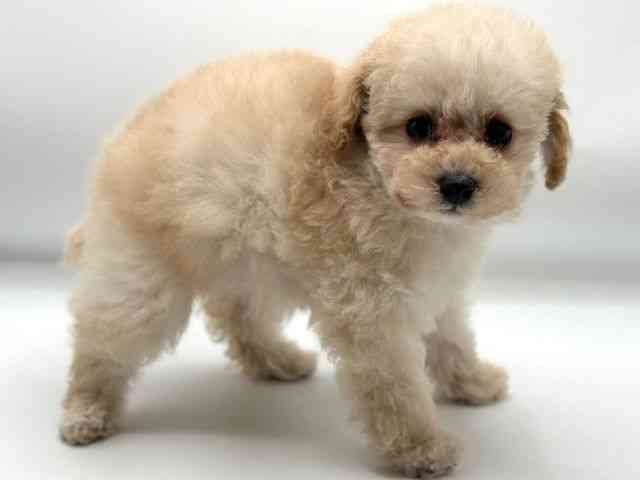 香川県のトイプードル(トイ) (ひごペットフレンドリーゆめタウン高松店/2025年10月23日生まれ/女の子/クリーム)の子犬の2枚目の画像