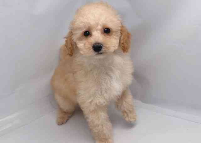 鳥取県のトイプードル(トイ) (ひごペットフレンドリーイオンモール鳥取北店/2025年10月23日生まれ/女の子/クリーム)の子犬の2枚目の画像