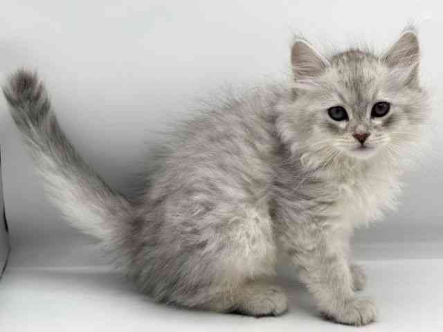 香川県のサイベリアン (ひごペットフレンドリーゆめタウン高松店/2025年10月27日生まれ/男の子/シルバーマッカレルタビー)の子猫の2枚目の画像