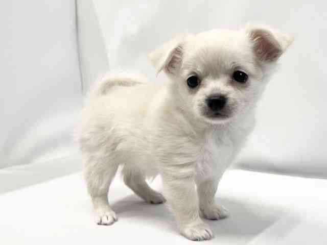 愛媛県のチワワ(ロング) (ひごペットフレンドリーイオンモール今治新都市店/2025年10月26日生まれ/女の子/クリーム)の子犬の2枚目の画像